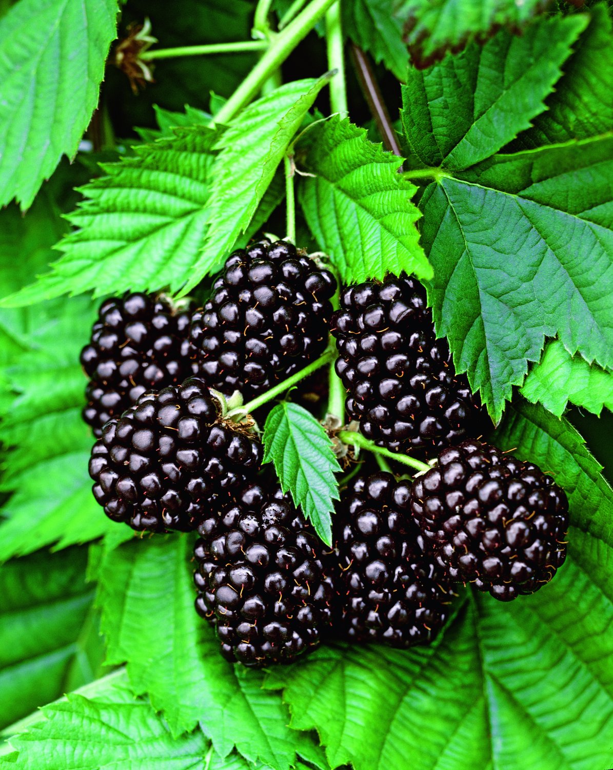 Rubus (Björnbär-Gruppen) 'Thornfree'