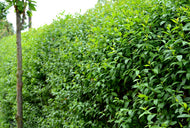 Ligustrum vulg. var. Ital. 'Liga', 80-120 cm, 10-pack-Goliat