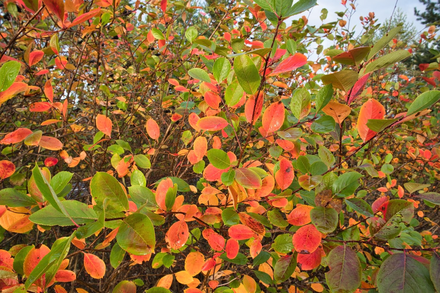 Aronia x prunifolia 'Elata', 60-100 cm, 5-pack-Goliat