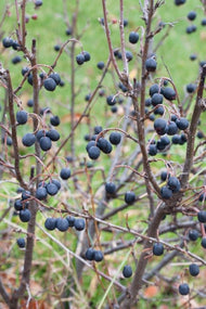 Cotoneaster lucidus, 60-100 cm, 5-pack-Goliat
