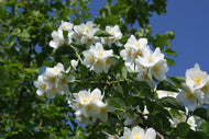 Philadelphus coronarius, 80-100 cm, 5-pack-Goliat
