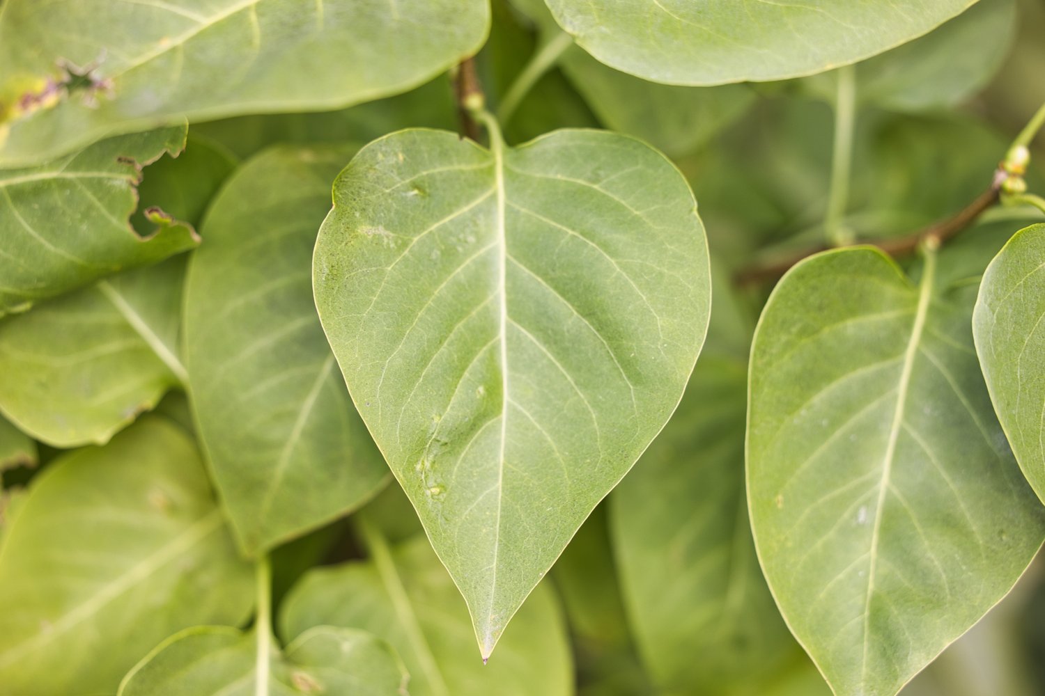 Syringa vulgaris, 50-80 cm, 2-4 gr, 5-pack-Goliat