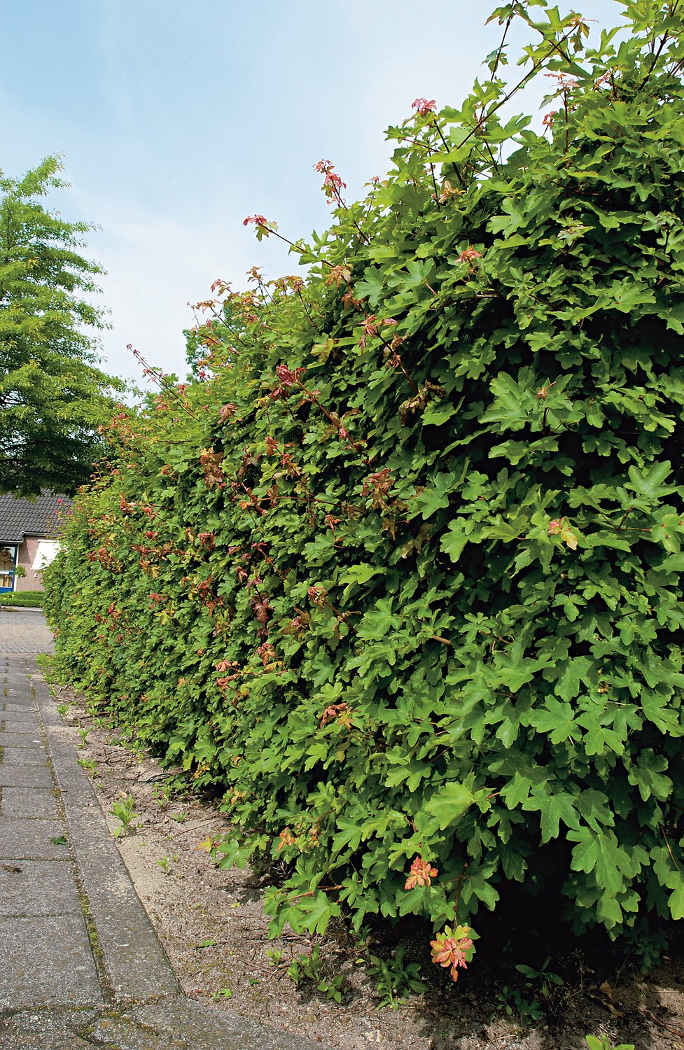 Acer campestre, 50-80 cm