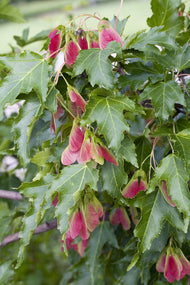 Acer tataricum ssp. ginnala, 50-80 cm