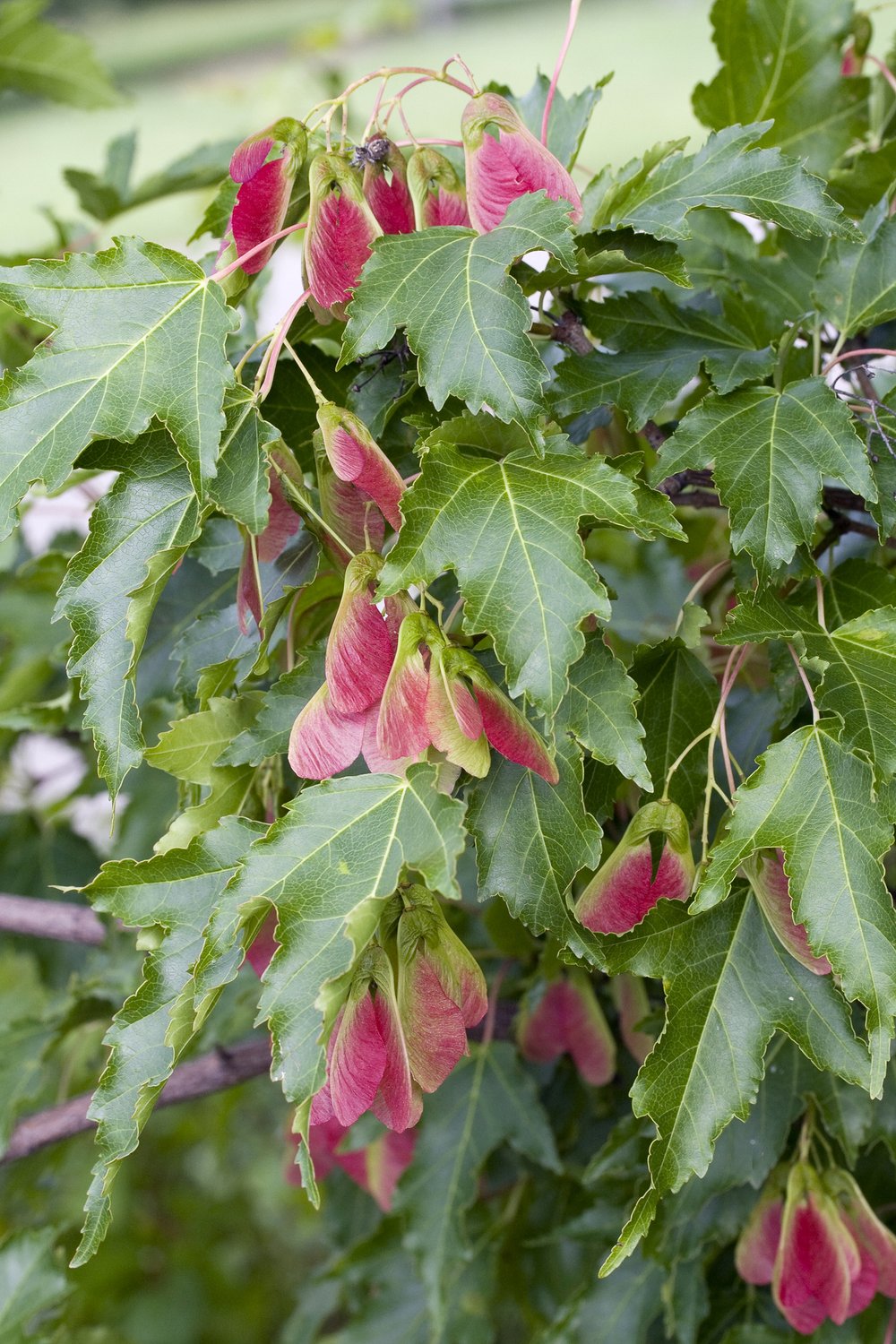 Acer tataricum ssp. ginnala, 50-80 cm