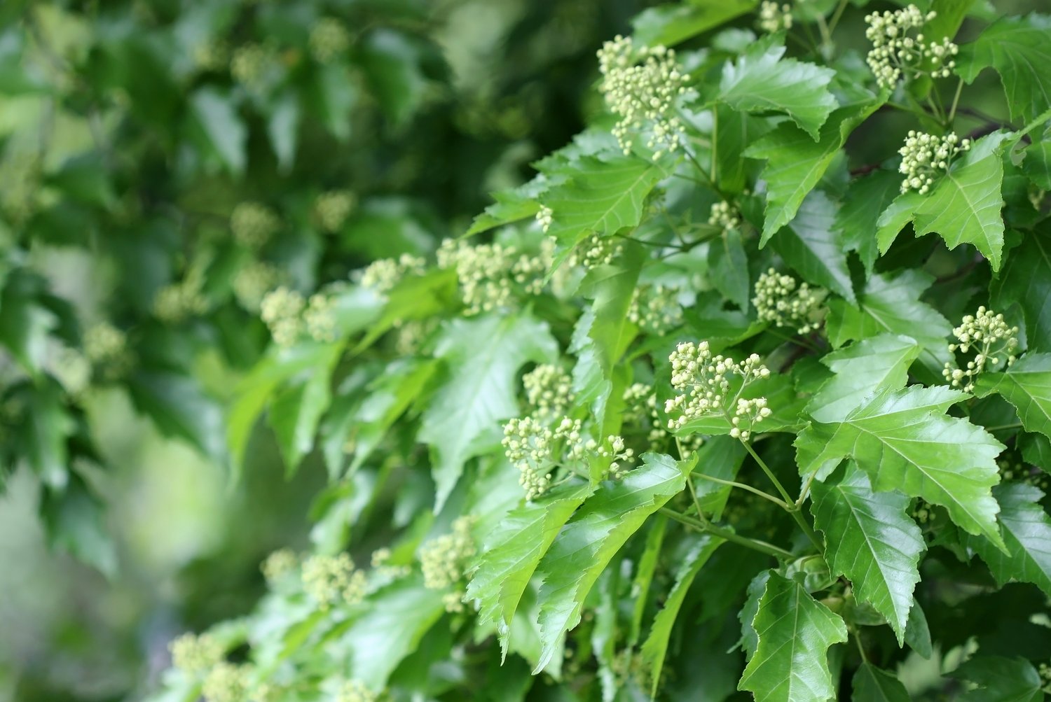 Acer tataricum ssp. ginnala, 50-80 cm