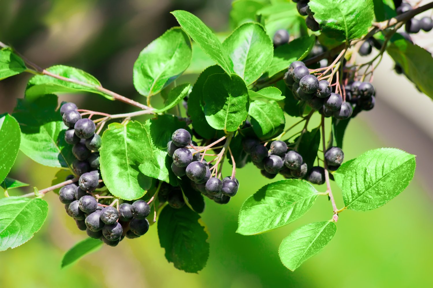 Aronia x prunifolia 'Elata', 30-50 cm