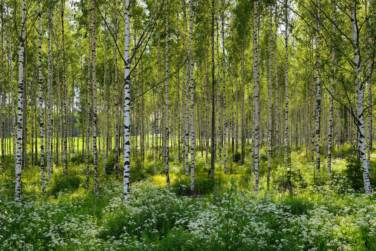 Betula pendula, 60-100 cm