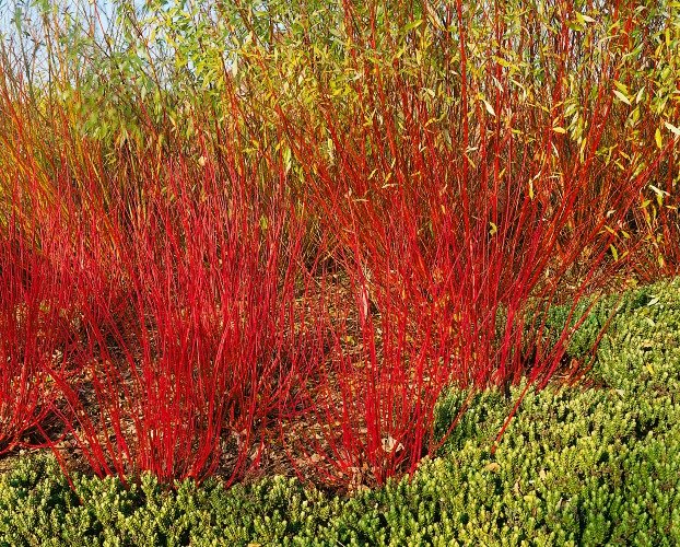 Cornus alba 'Sibirica', 50-80 cm