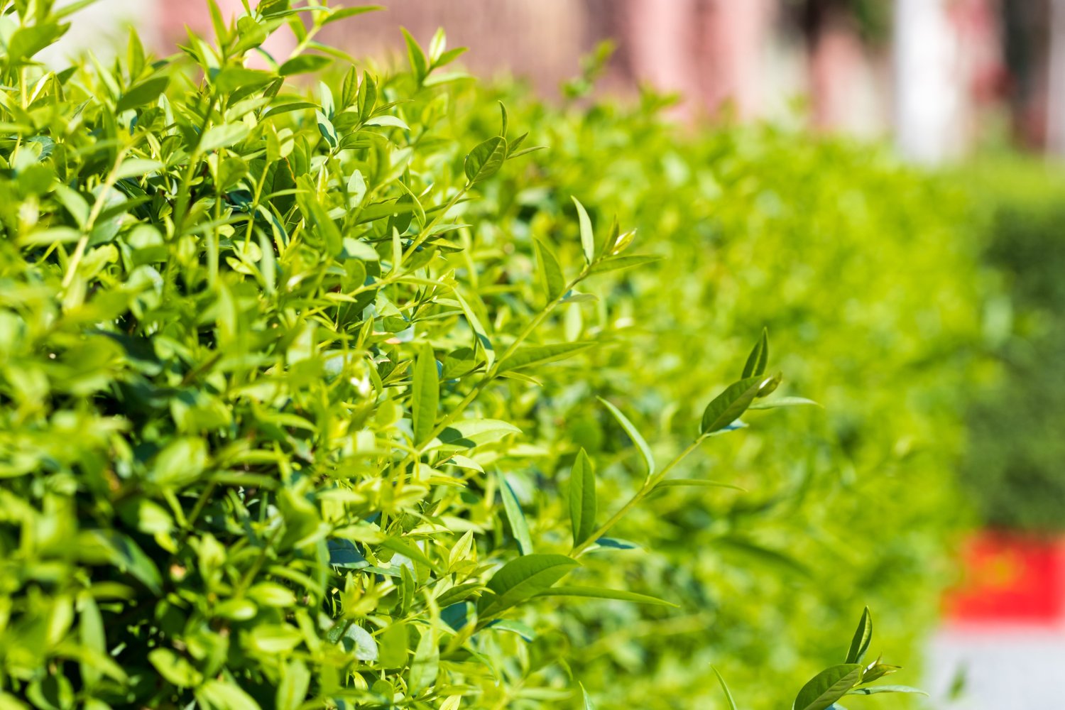Ligustrum vulg. var. ital. 'Liga', 30-50 cm