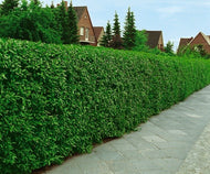 Ligustrum vulg. var. ital. 'Liga', 50-80 cm, 6-10 grenar