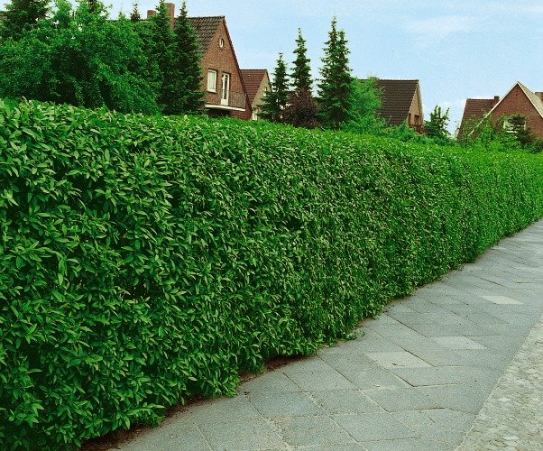Ligustrum vulg. var. ital. 'Liga', 50-80 cm, 6-10 grenar