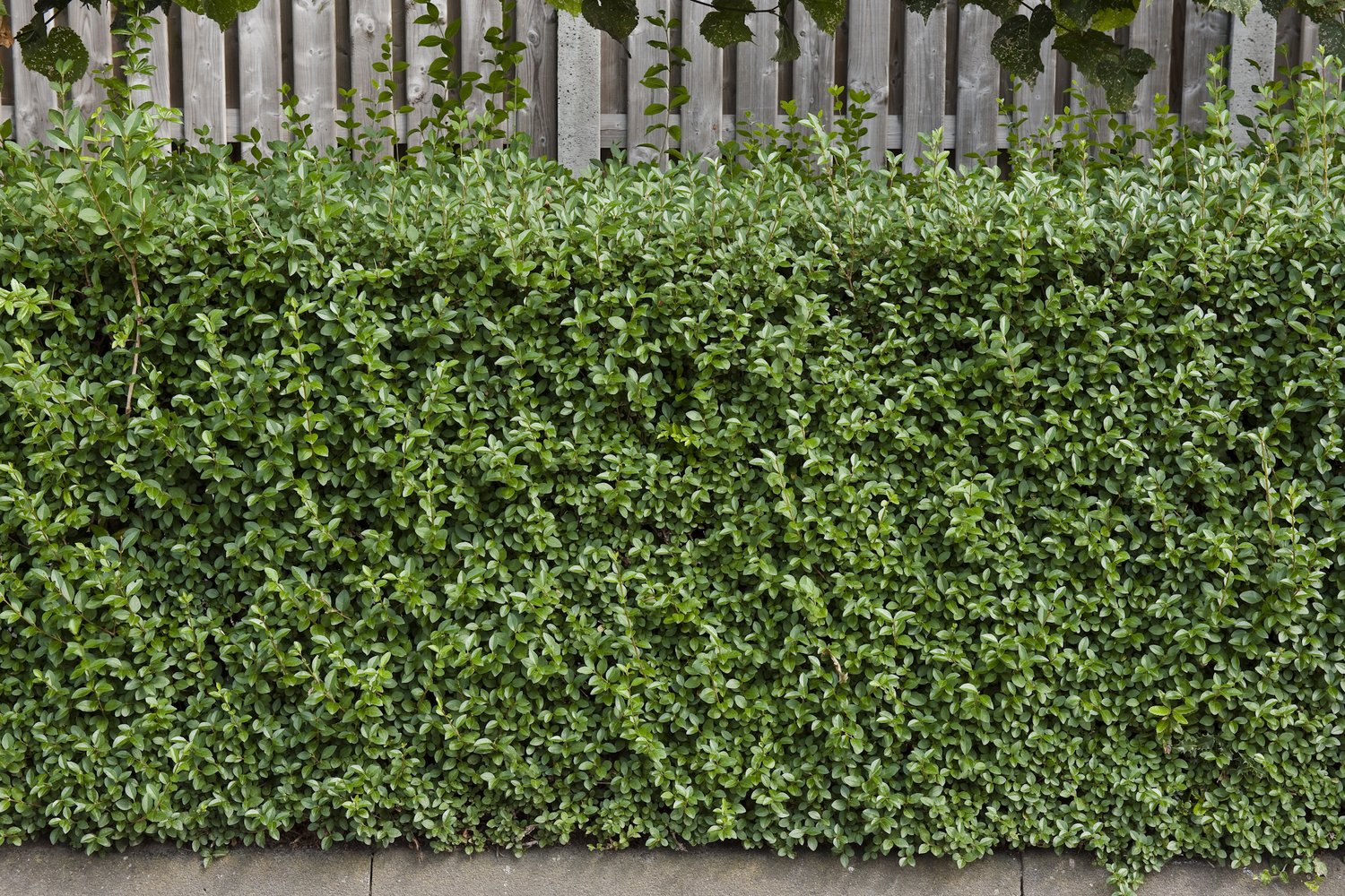 Ligustrum vulgare 'Lodense', 20-40 cm