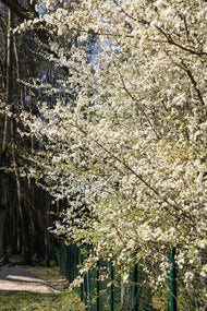 Prunus cerasifera, 60-100 cm