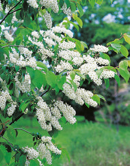 Prunus padus, 50-80 cm