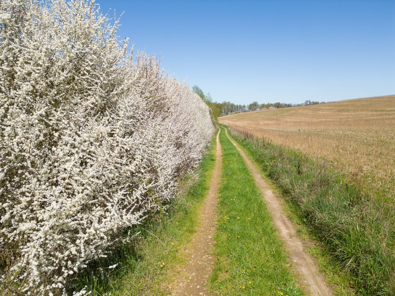 Prunus spinosa, 50-80 cm