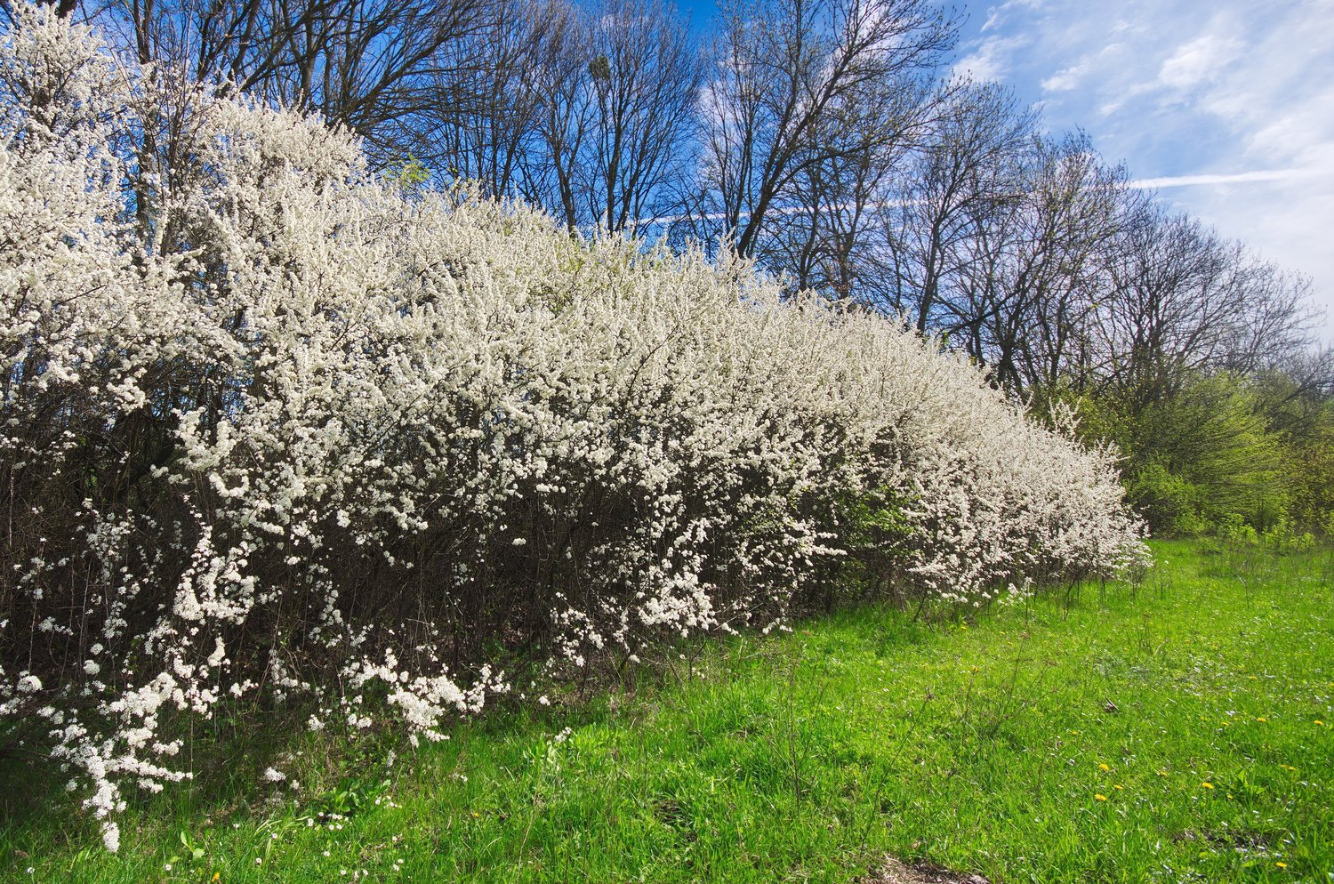 Prunus spinosa, 50-80 cm