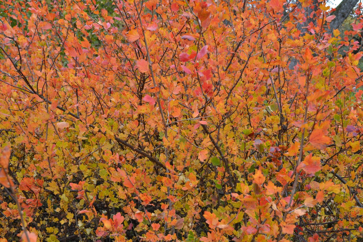 Ribes alpinum, 40-60 cm, 2-4 grenar