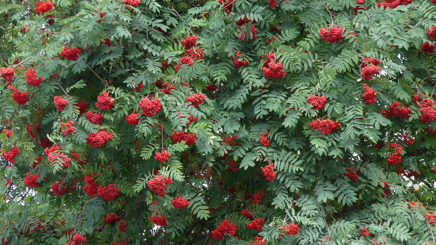 Sorbus aucuparia, 40-60 cm