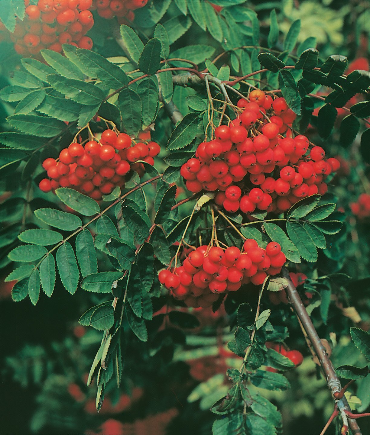 Sorbus aucuparia, 40-60 cm