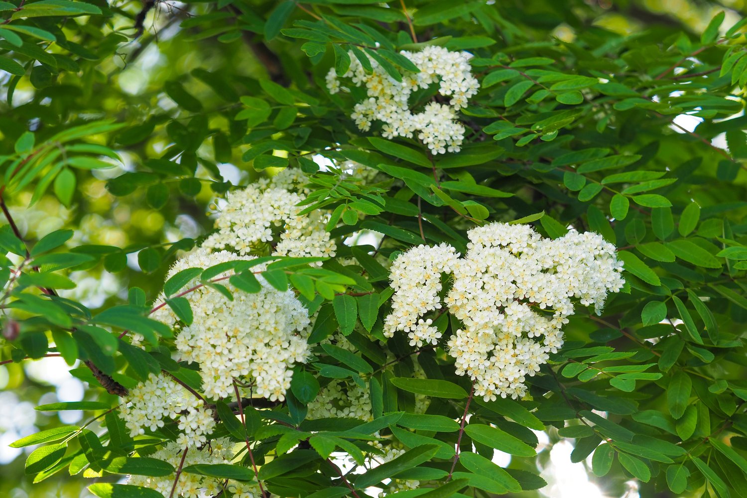 Sorbus aucuparia, 40-60 cm