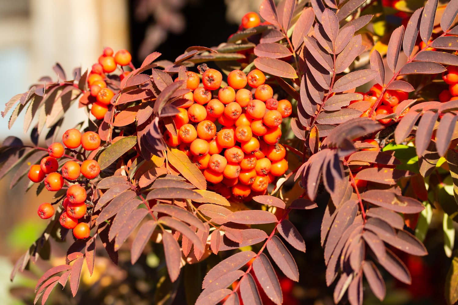 Sorbus aucuparia, 40-60 cm
