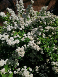 Spiraea betulifolia, 15-30 cm