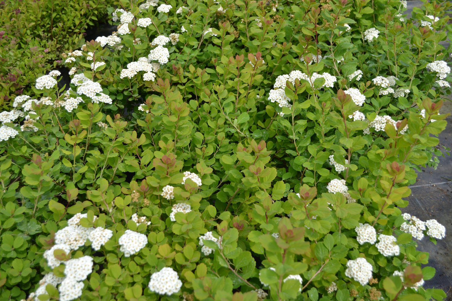 Spiraea betulifolia, 15-30 cm