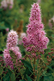Spiraea x billardii, 40-60 cm