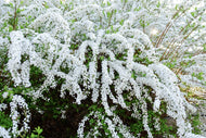 Spiraea x cinerea 'Grefsheim', 30-50 cm