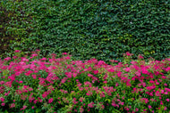 Spiraea jap. 'Anthony Waterer', 15-30 cm