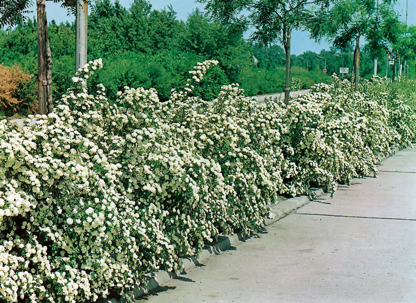 Spiraea x vanhouttei, 50-80 cm