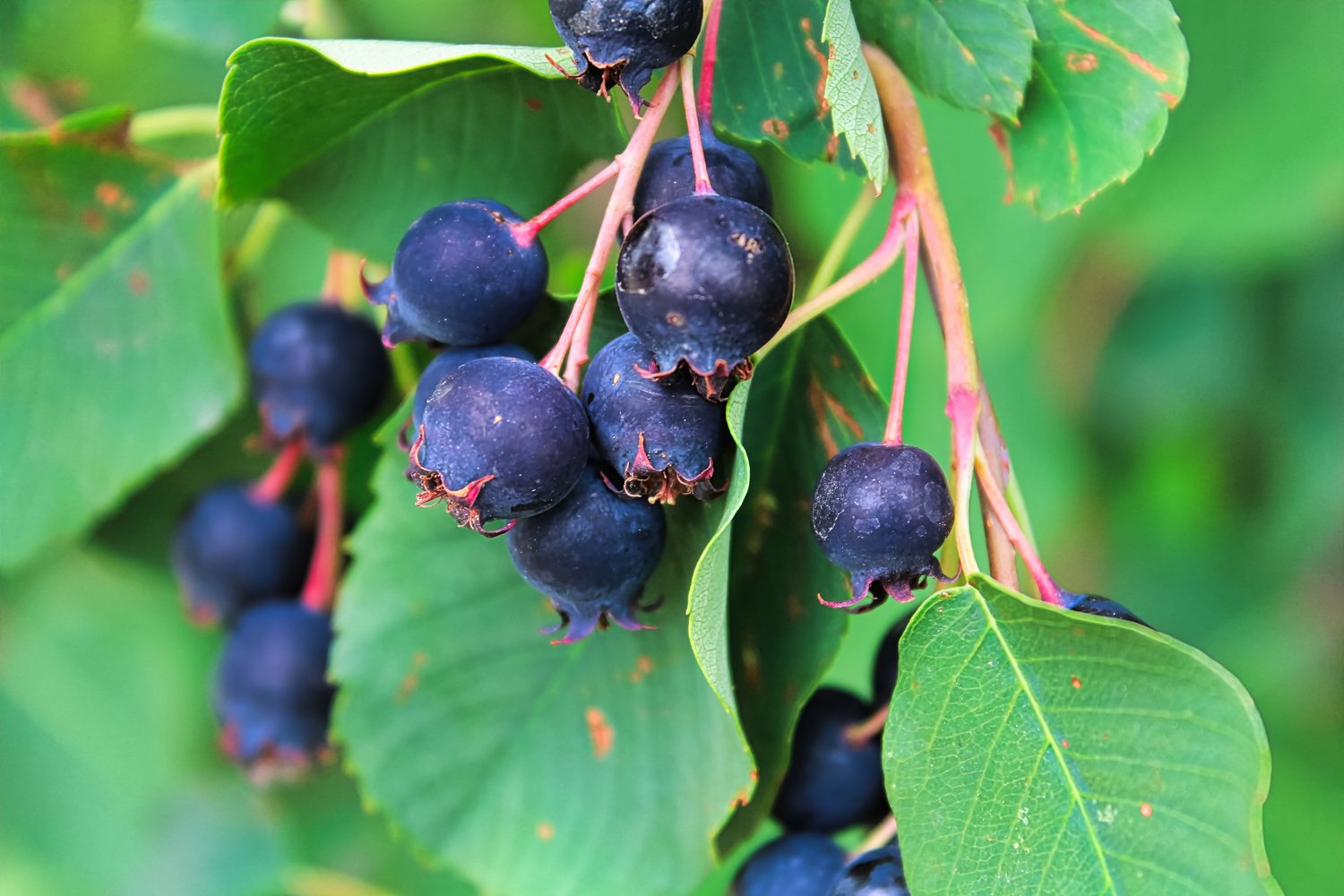 Amelanchier alnifolia