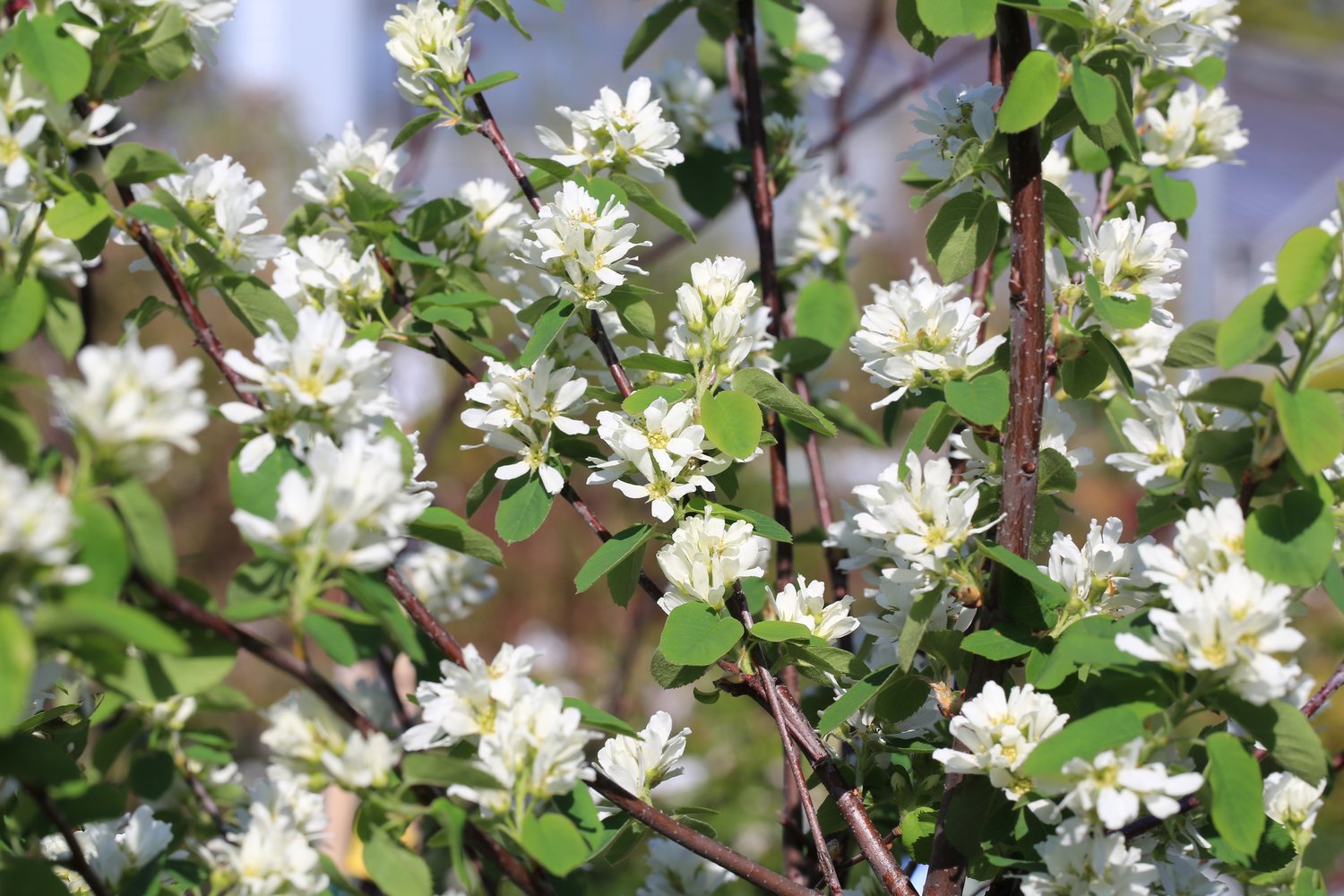 Amelanchier alnifolia