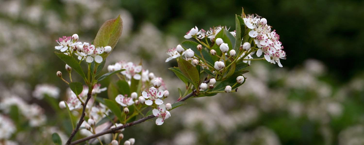 Aronia melanocarpa 'Hugin' E