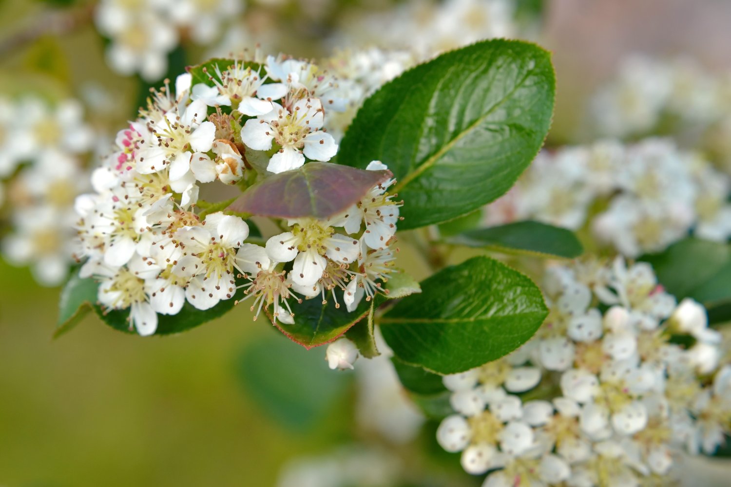 Aronia × prunifolia FK VÄSTERÅKER E
