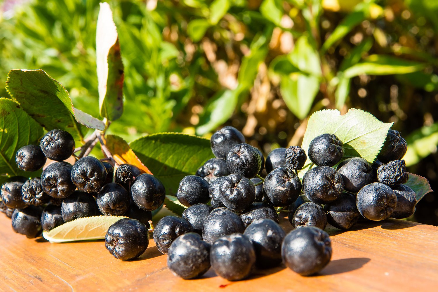 Aronia × prunifolia FK VÄSTERÅKER E