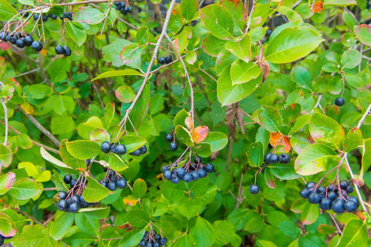 Aronia × prunifolia FK VÄSTERÅKER E