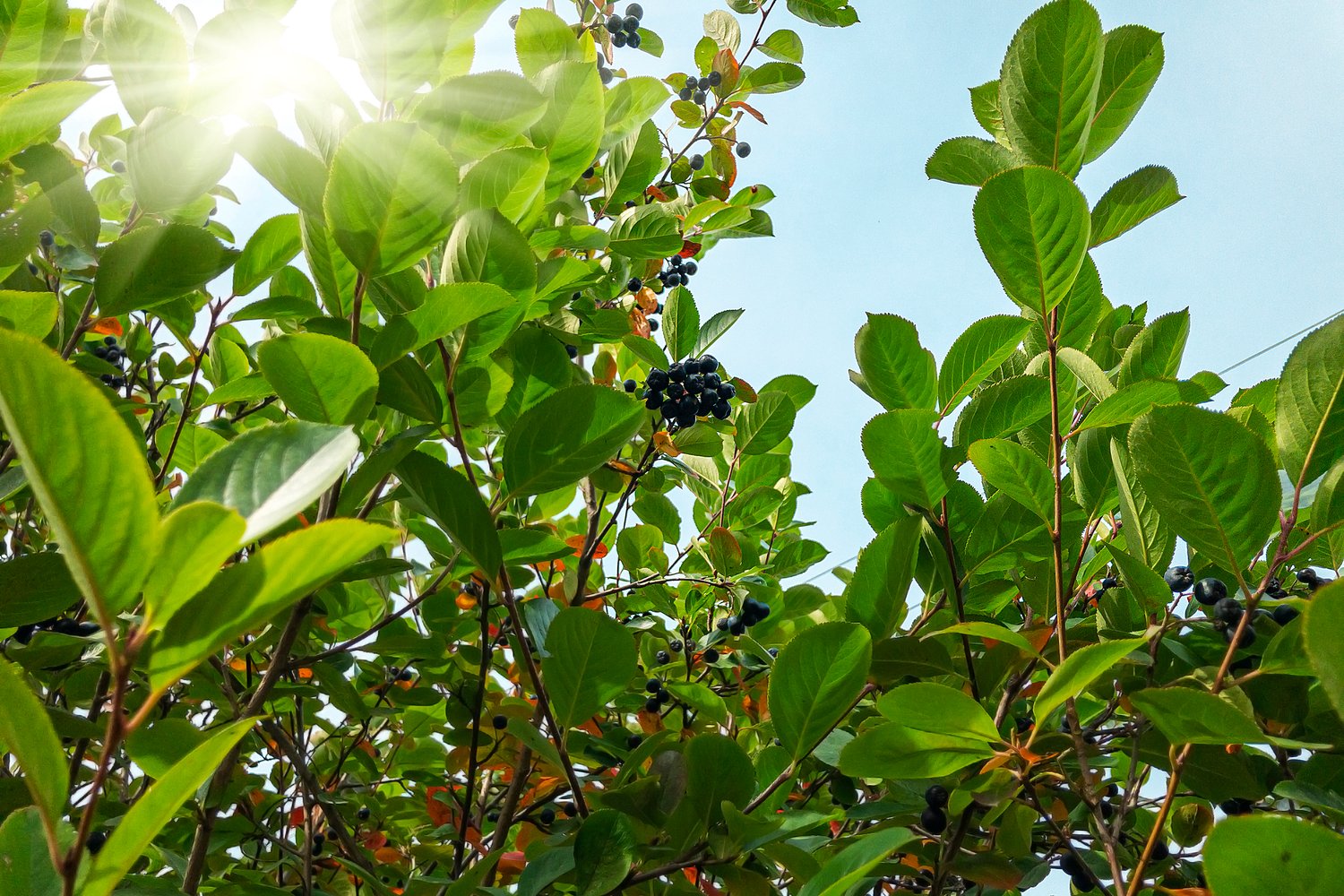 Aronia × prunifolia FK VÄSTERÅKER E