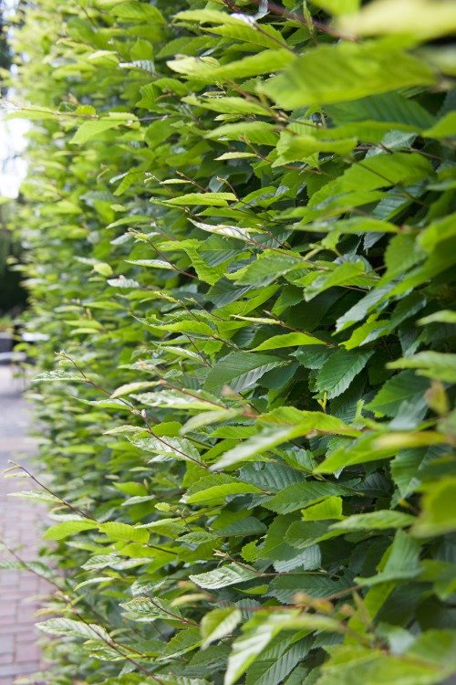 Carpinus betulus