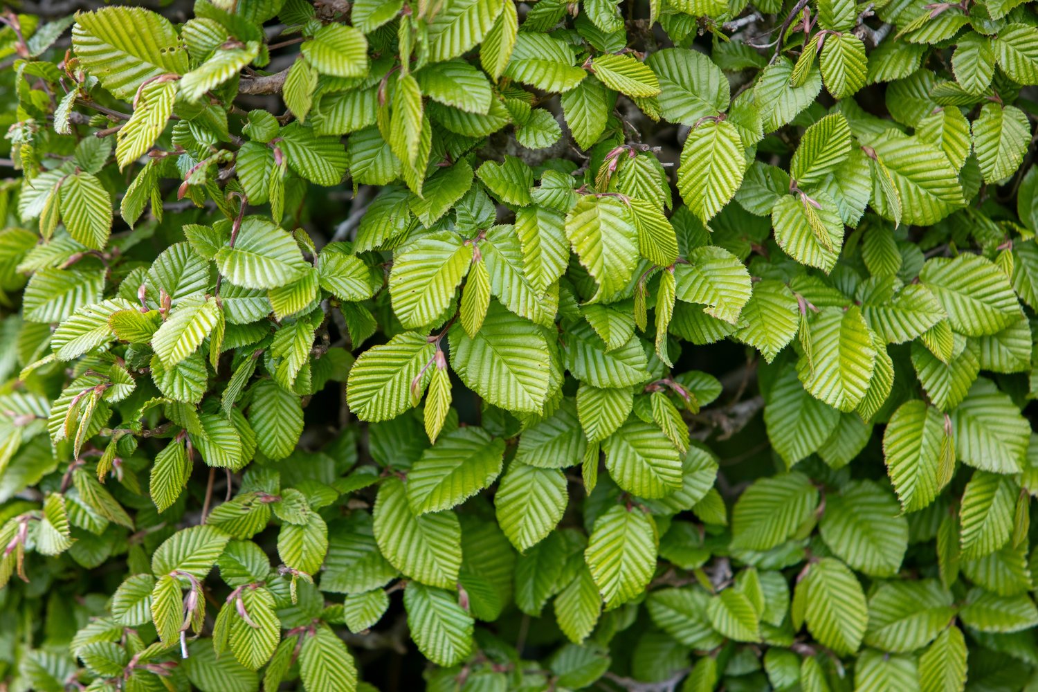 Carpinus betulus