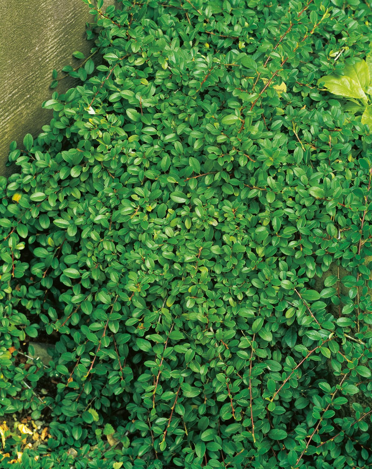 Cotoneaster radicans 'Eichholz'