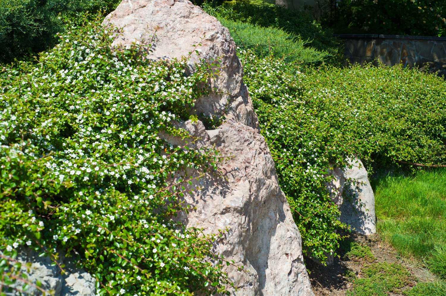 Cotoneaster radicans 'Eichholz'