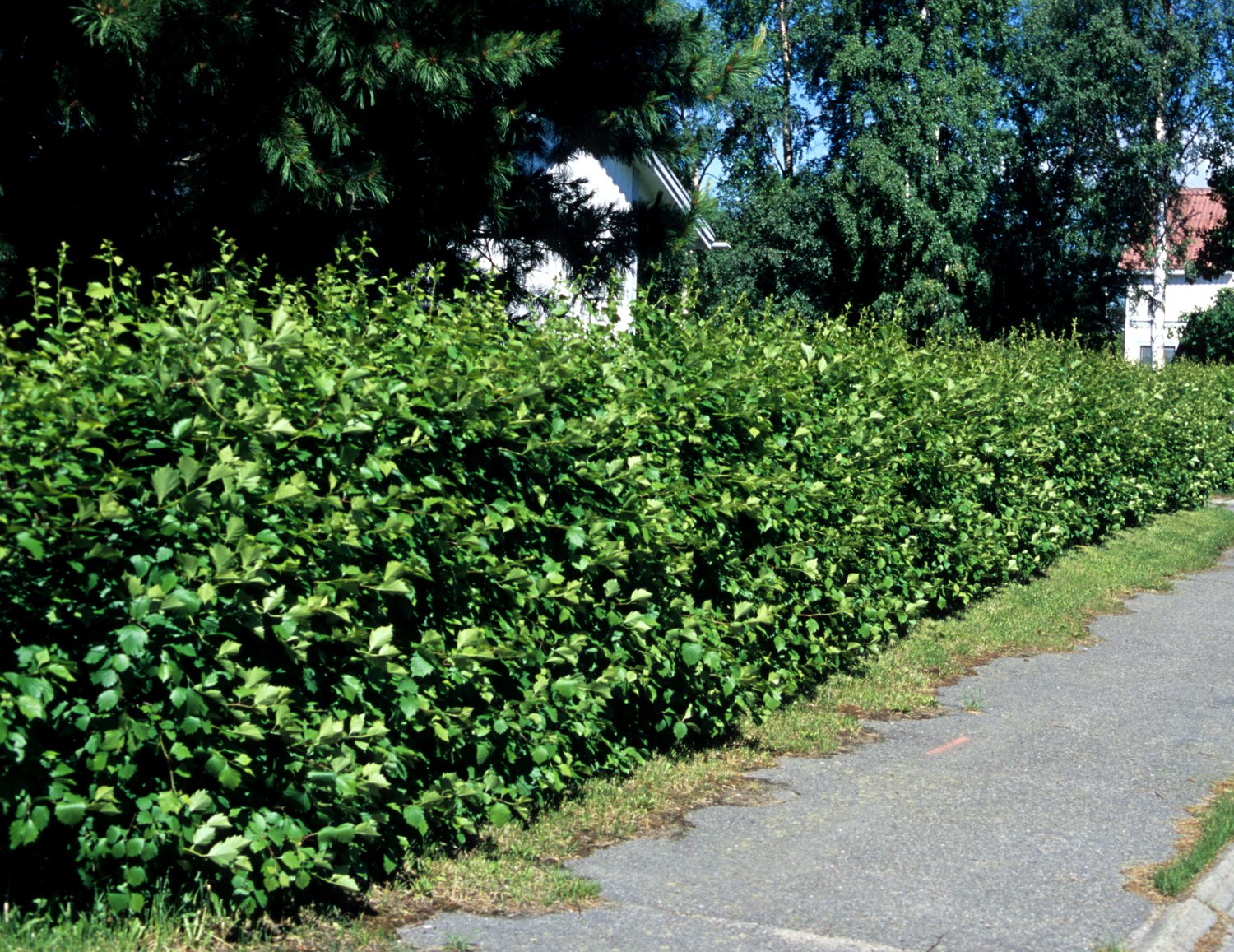 Crataegus flabellata var. grayana FK UPPSALA E