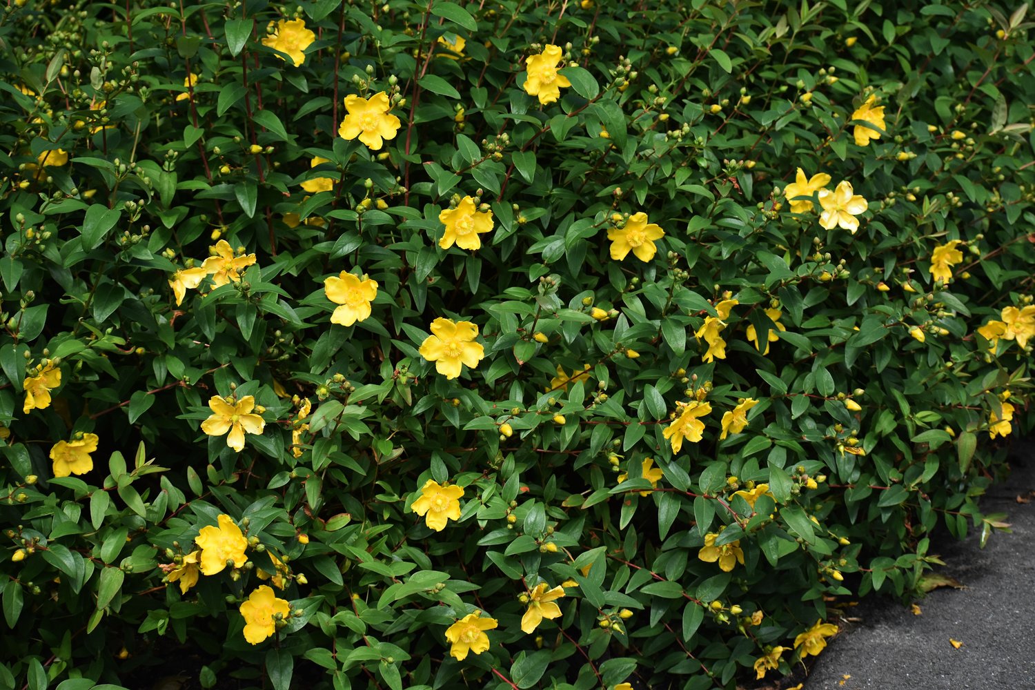 Hypericum calycinum