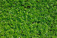 Ligustrum vulgare var. italicum 'Atrovirens', co2lit