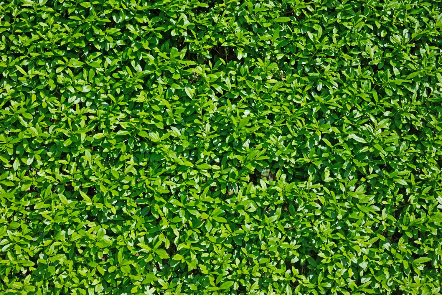 Ligustrum vulgare var. italicum 'Atrovirens', co2lit