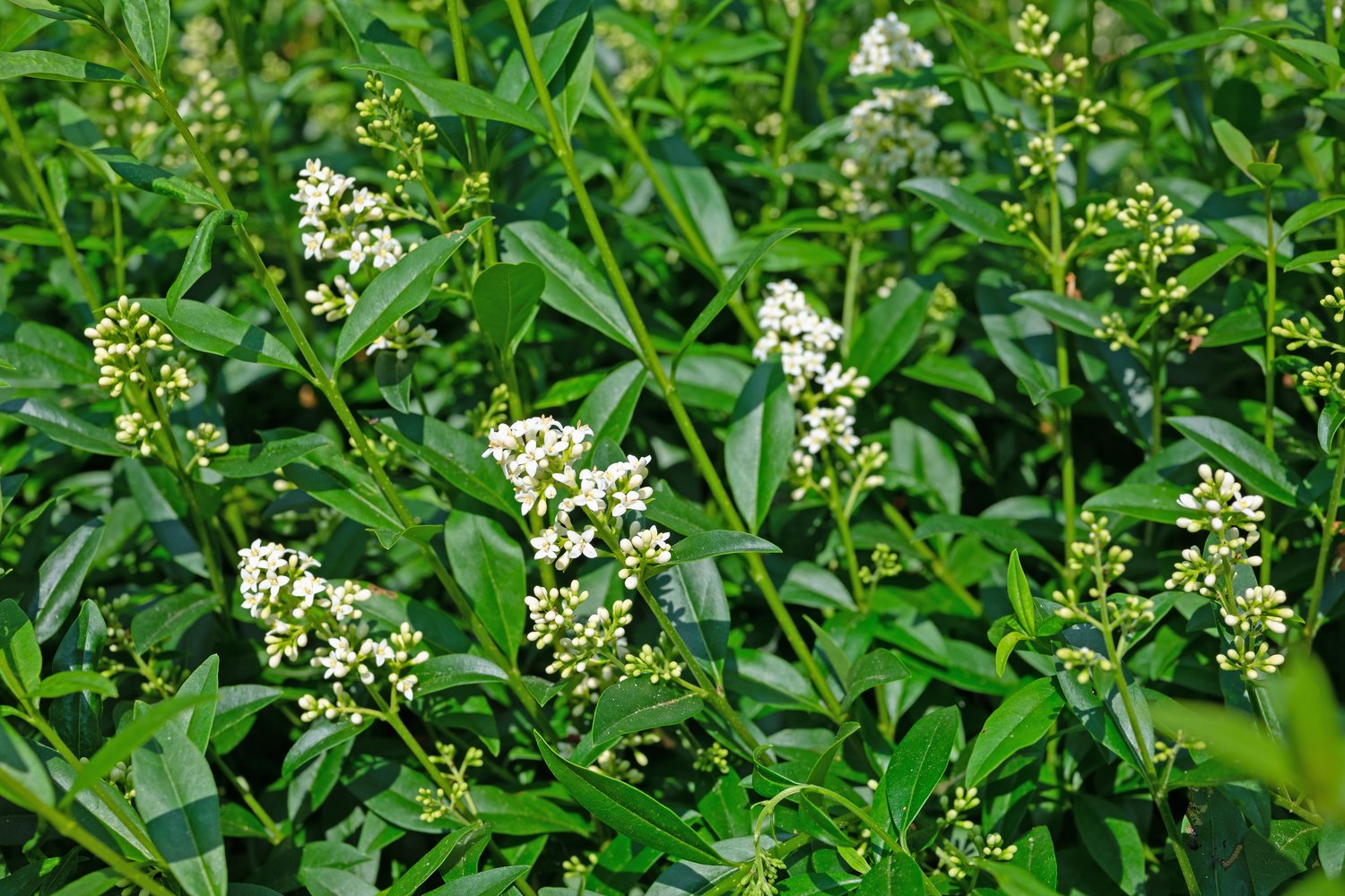 Ligustrum vulgare var. italicum 'Atrovirens', co2lit