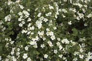 Dasiphora 'Abbotswood'
