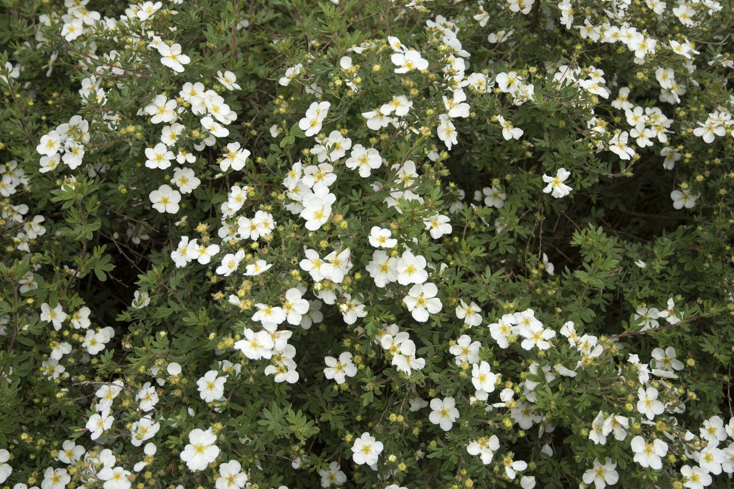 Dasiphora 'Abbotswood'
